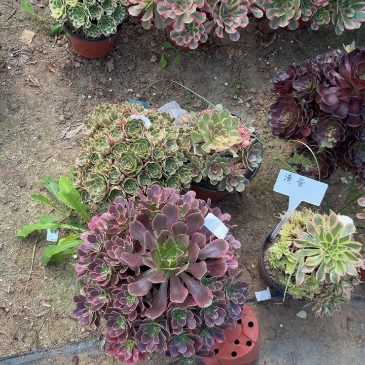 小***！寄养发货 多肉植物