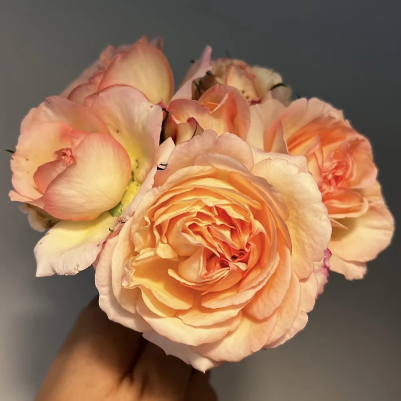 惠惠的花园灌木月季 破晓 耐热耐雨淋抗性强阳台庭院盆栽花卉植物