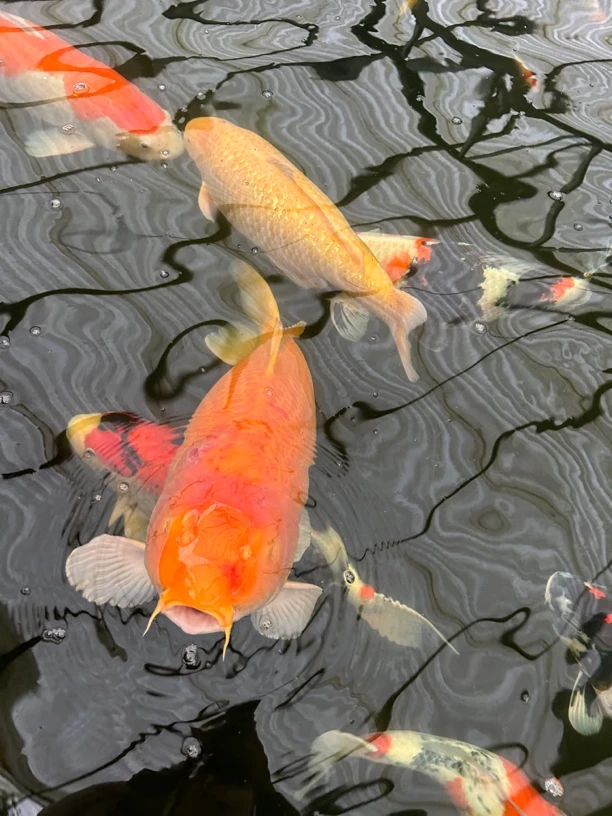 【与鲤同行-锦鲤老杜】福袋专用 精品血统锦鲤1尾