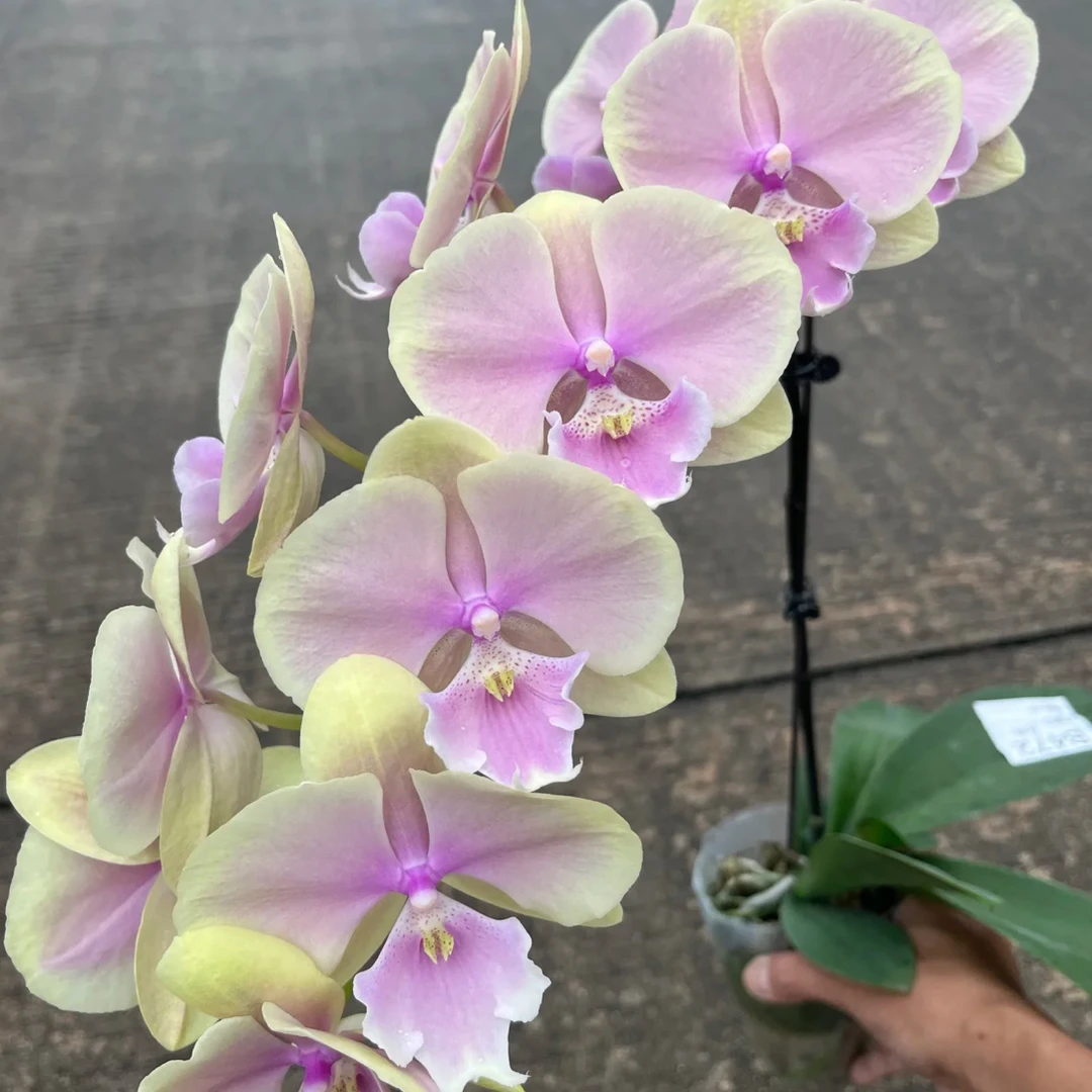 芳美传奇蝴蝶兰3.0加高杯根系不多