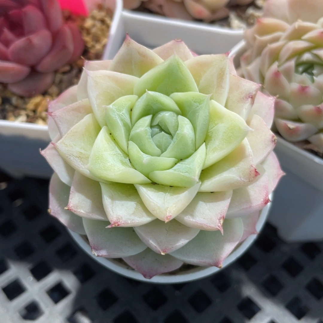 优选女王福利067