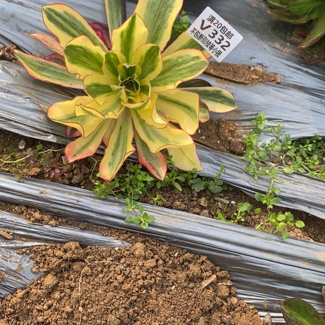 332魅影多肉法师锦