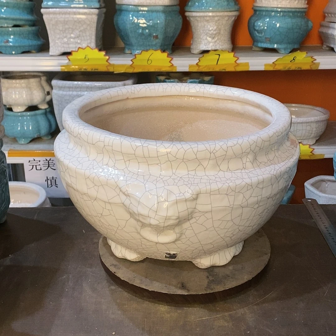 龙****嗨花盆里的小猫咪