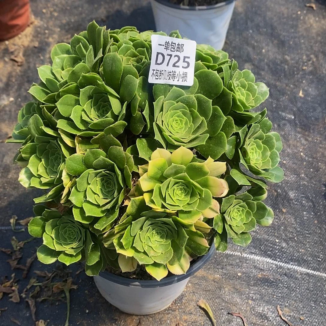 725绿羊绒老桩多肉