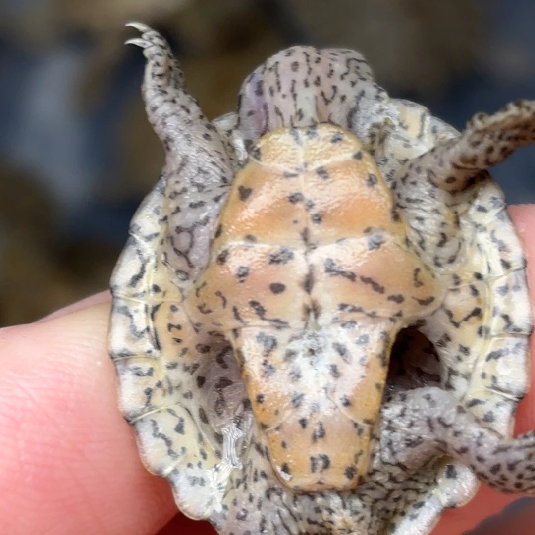 不分公母剃刀龟F5全品双满文粗纹鼎级黑刀