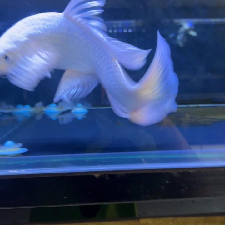 蝴蝶鲤三****司蝴蝶鲤