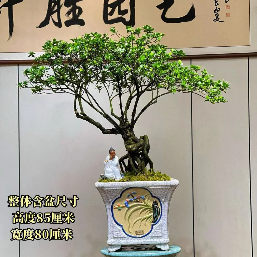 【叶胜园艺】四季榄叶栀子花盆景