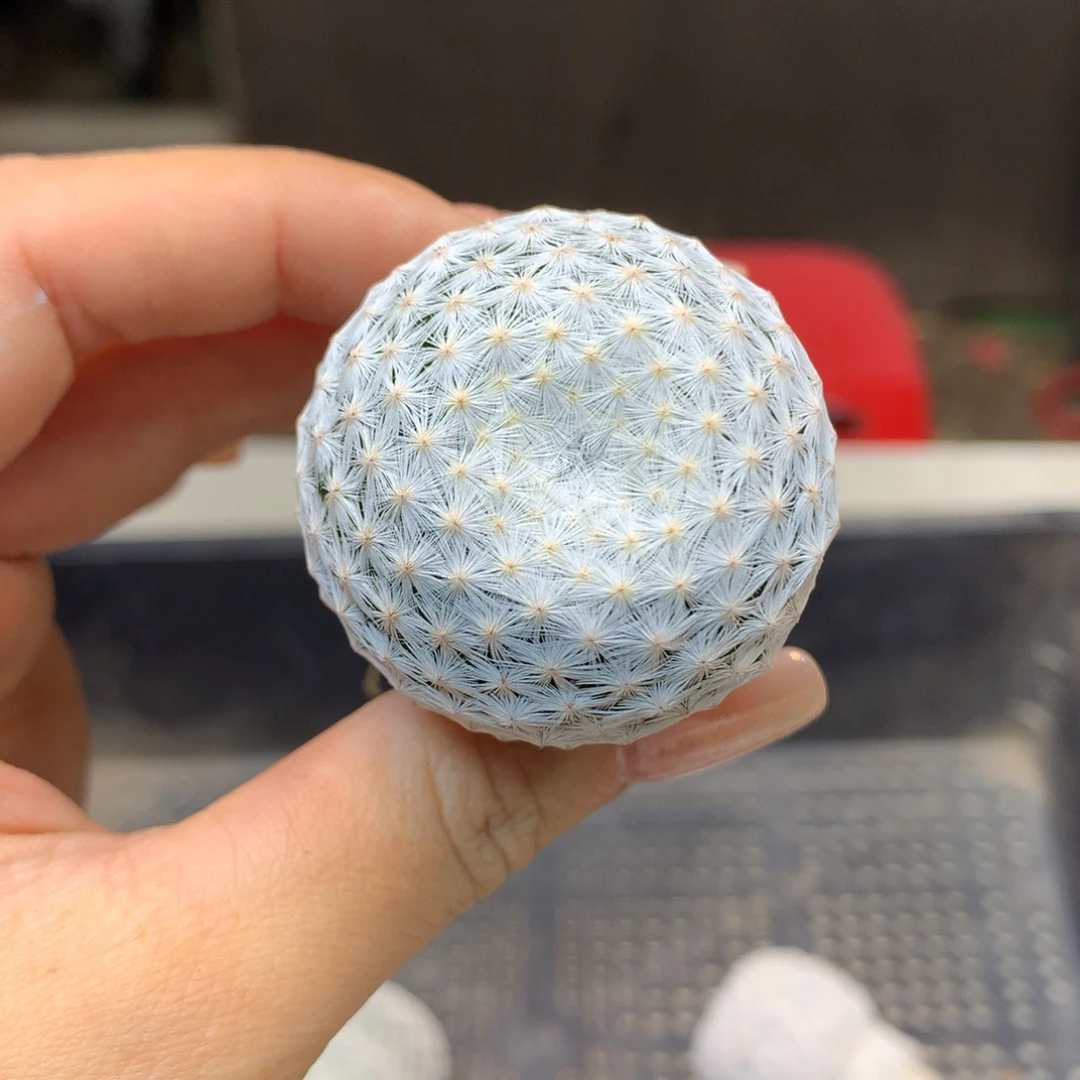 自根 大型 白鸟3.5公分起发
