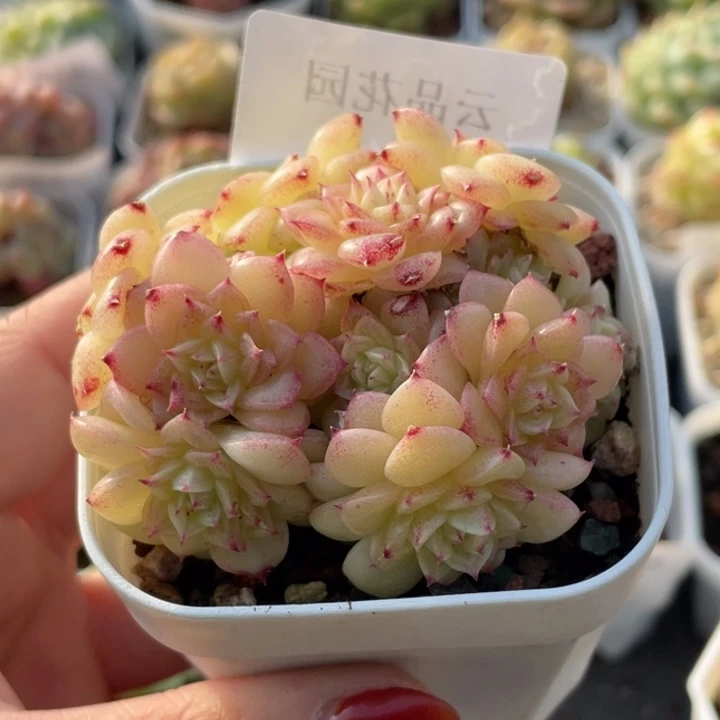 653号糖心冰心珍妮 凝香