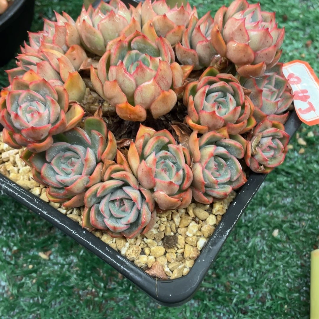 045 一物一拍28包邮非偏远