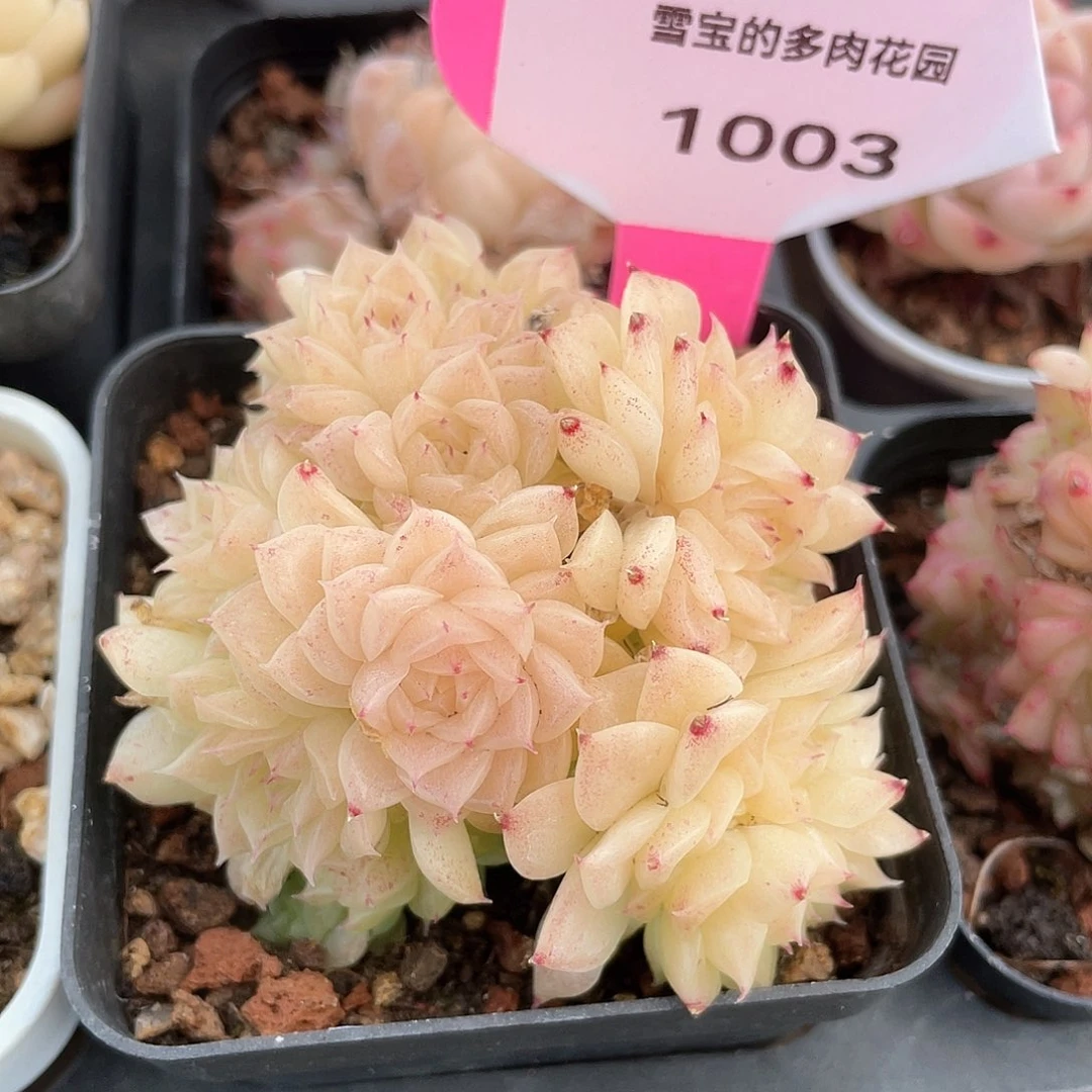 优选麦秆福利1003