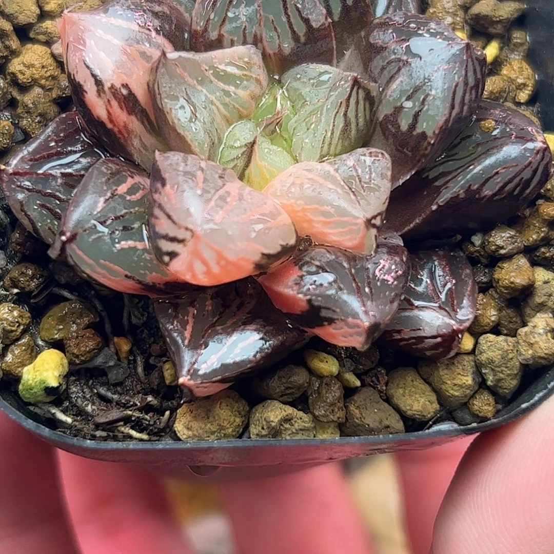 玉潭锦十二卷多肉植物园