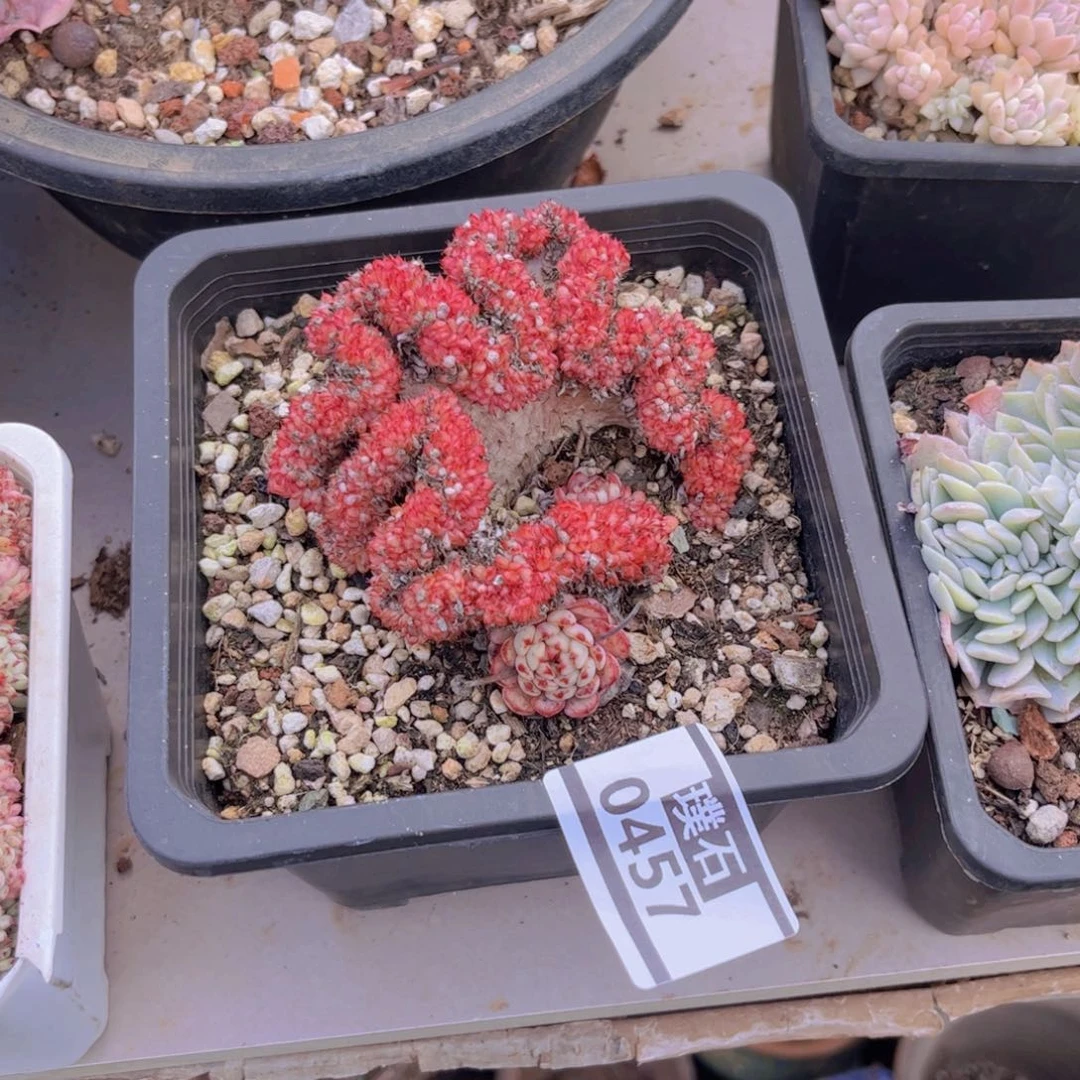 粉姬莲缀多肉植物0457