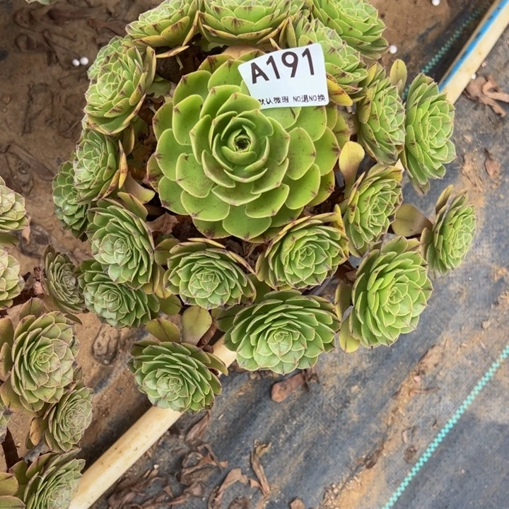 万拉丝多肉植物191.