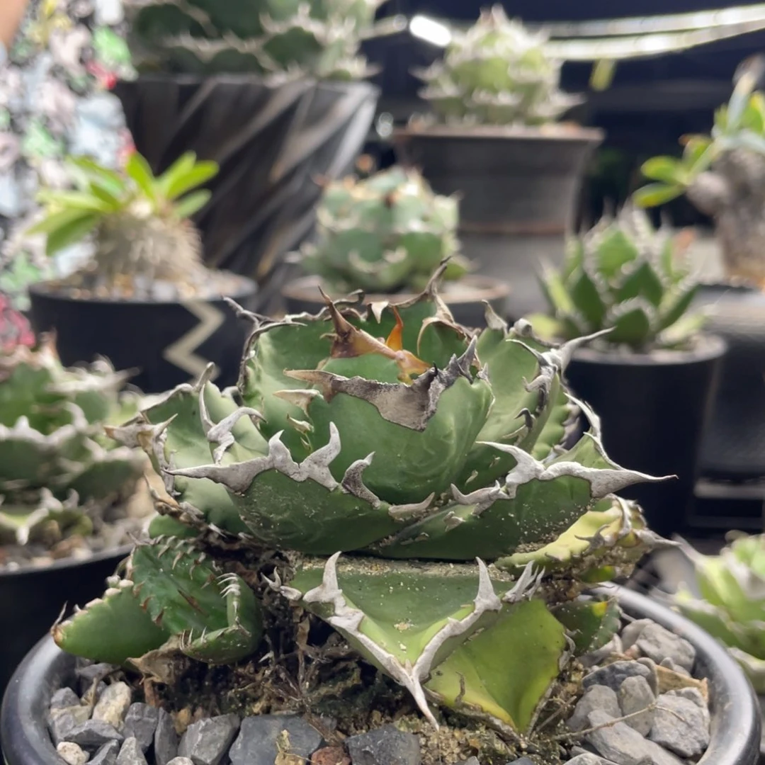 【闪购商品】夕映。    带侧牙