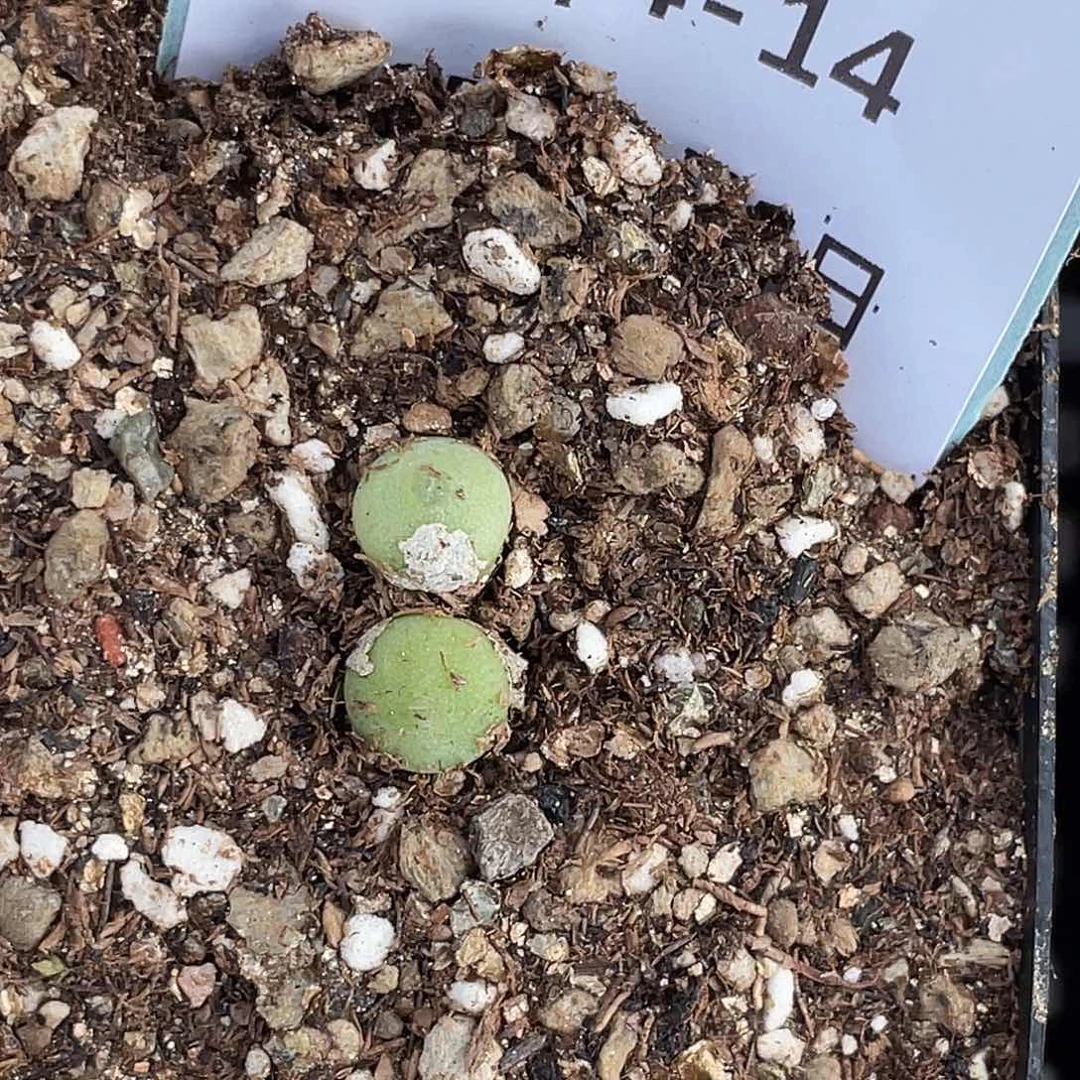 ?**u4-14肉锥多肉植物