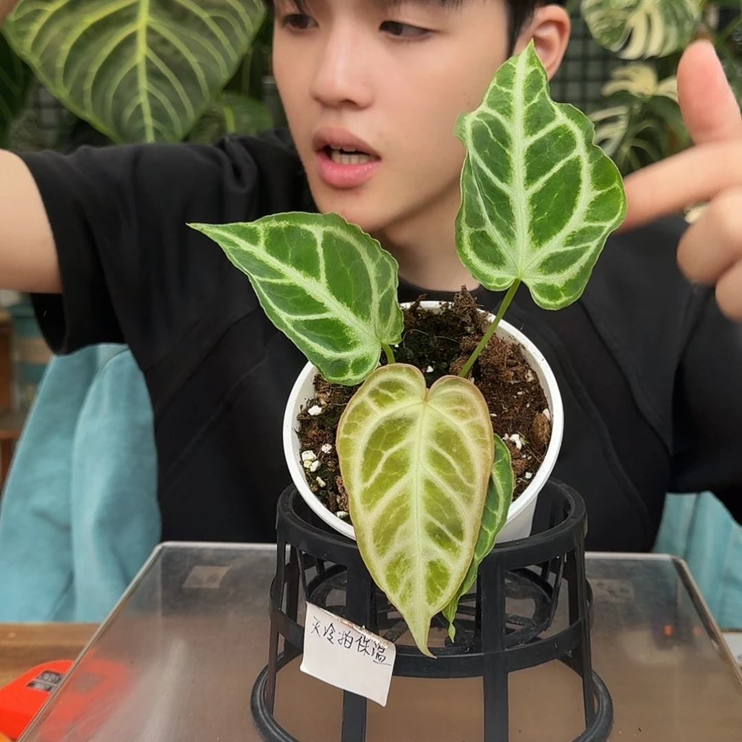 完全开放B77银虎杂银色闪光
