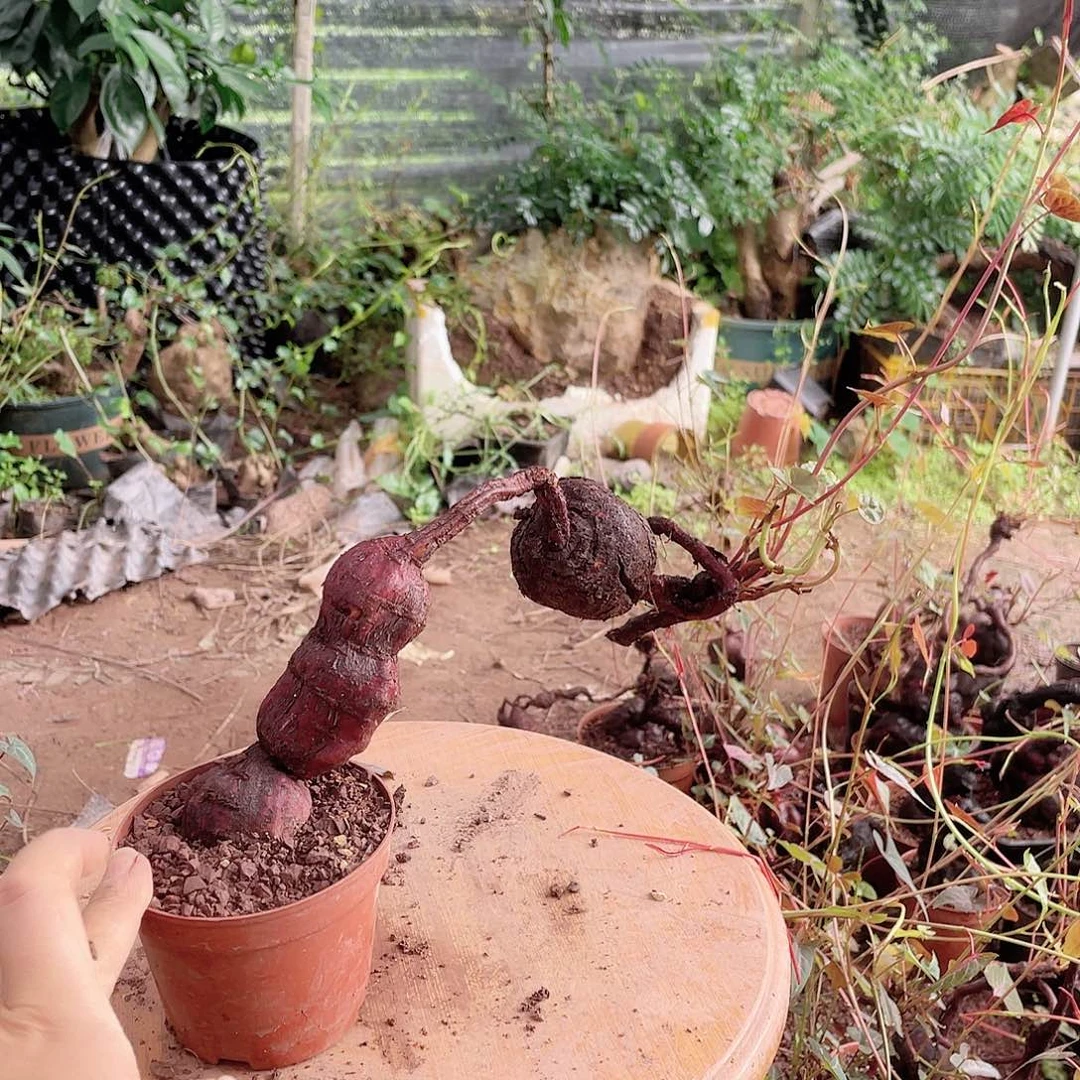 不开花植物何首乌