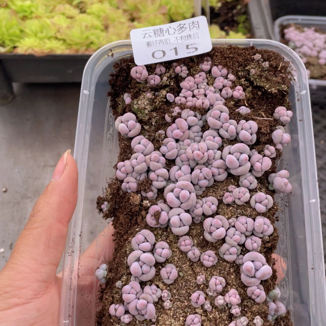 云糖心多肉植物15