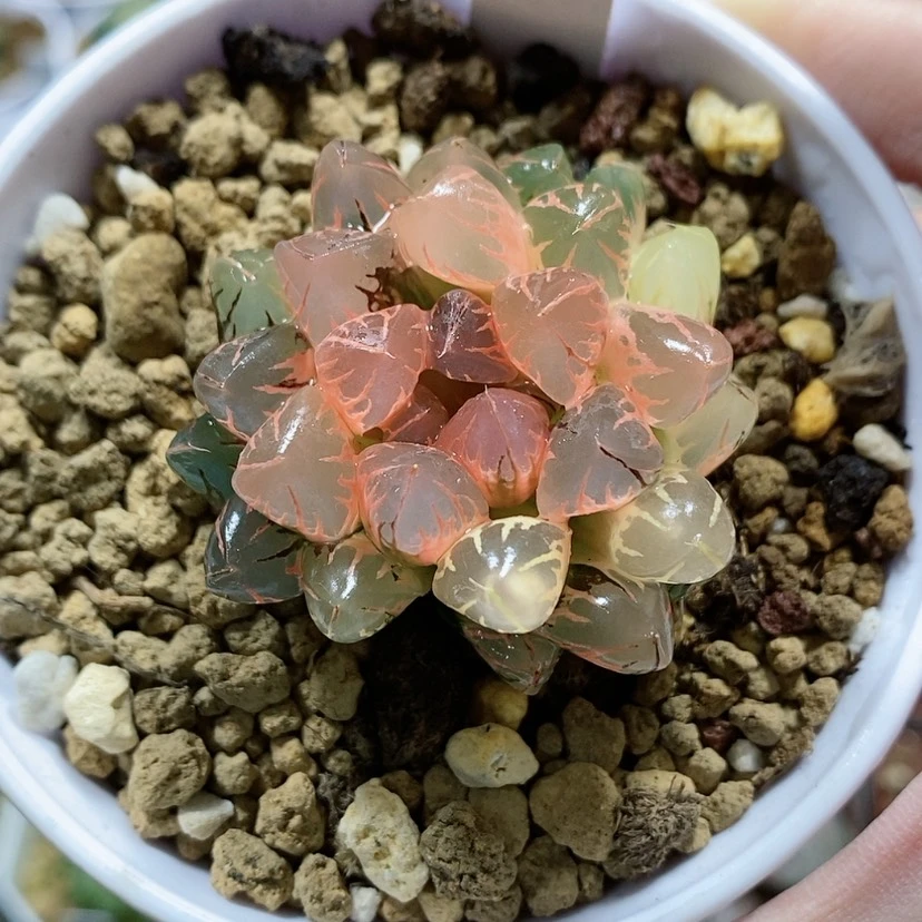 【闪购商品】104糊斑灵犀玉露锦