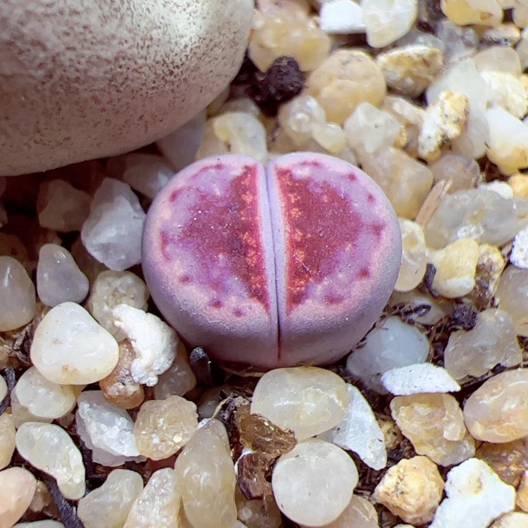 涵***！114 优秀的肉肉41