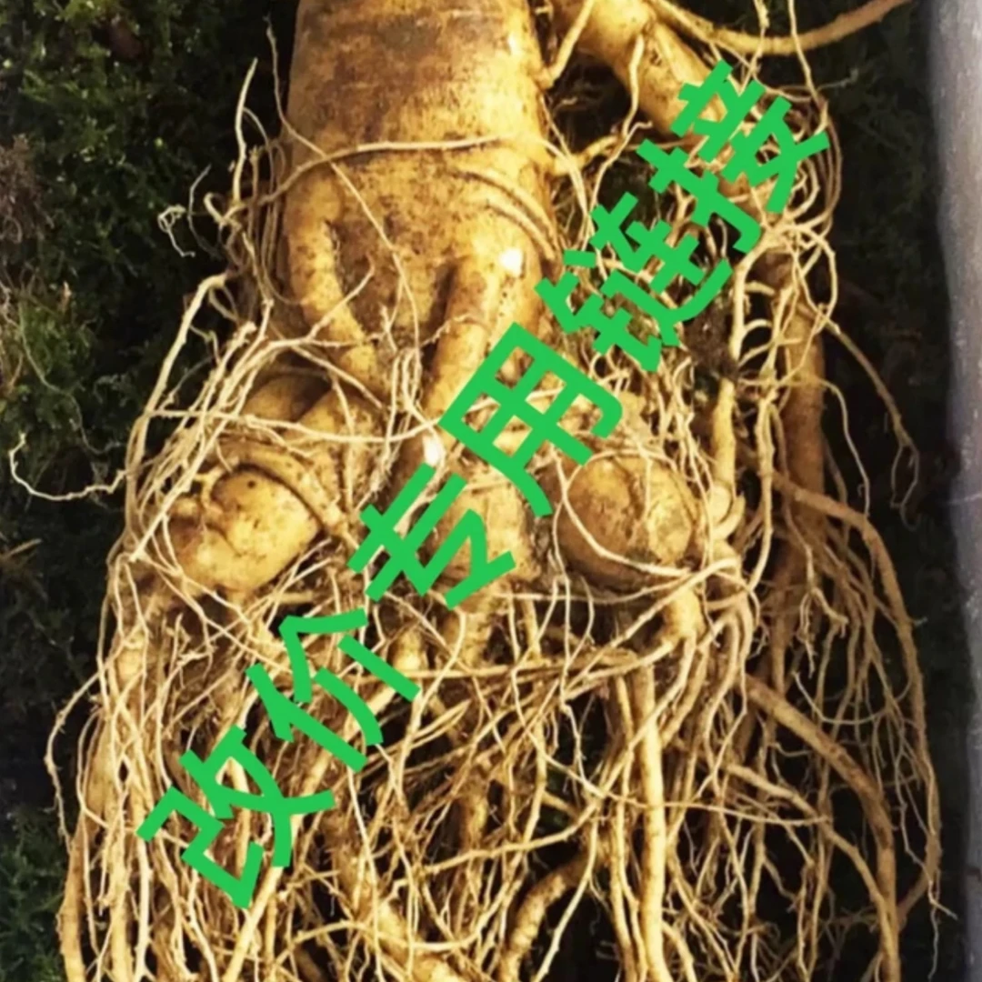 新鲜人参改价链接,实物以直播间为准(需要清洗的不退不换)