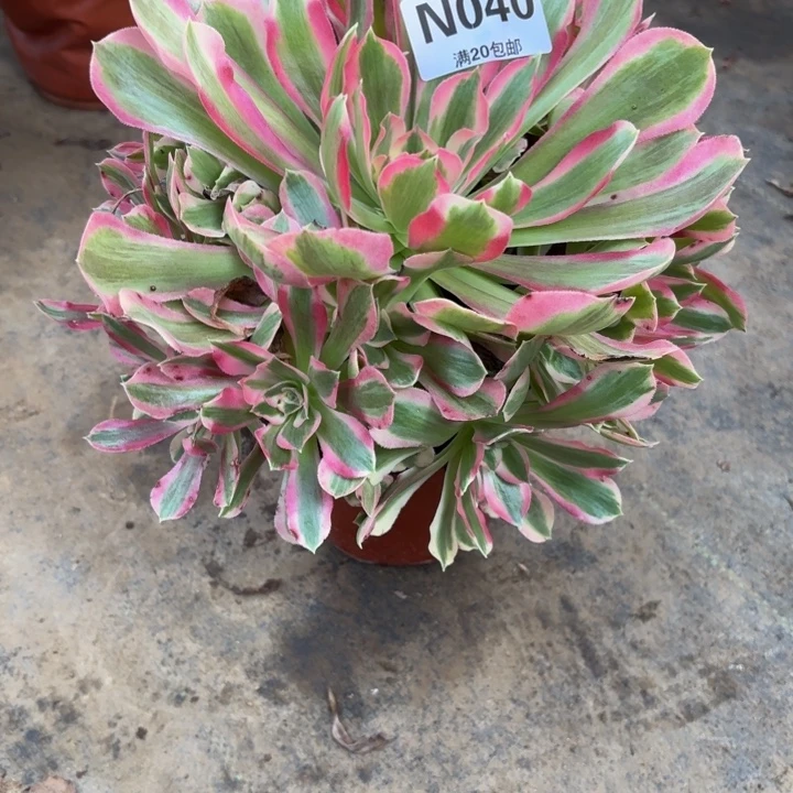 瑞妈多肉园艺040叶罗莎，