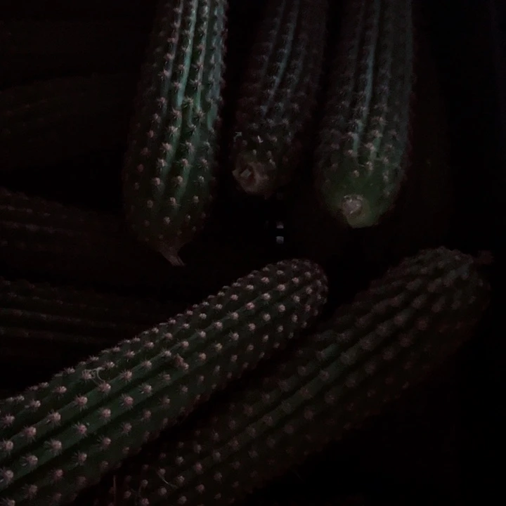 小***猪金妞卡布皇冠侧芽各一棵