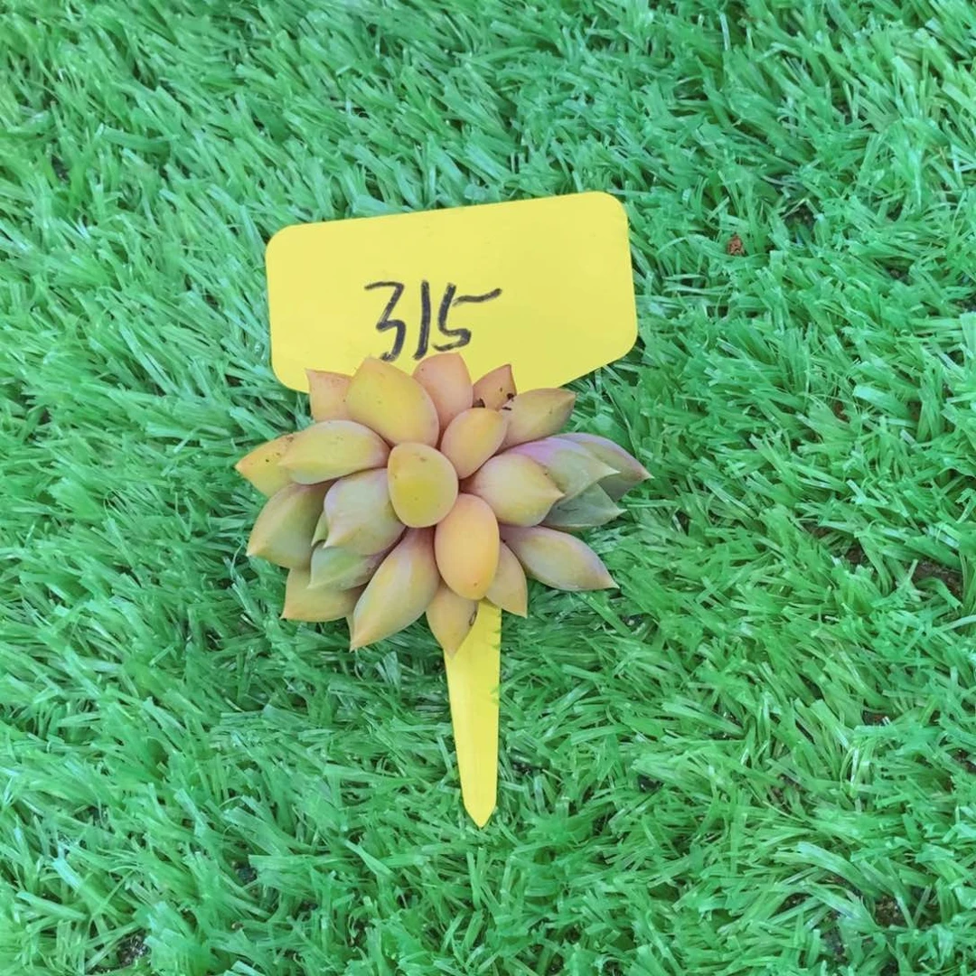 ?****运开心多肉植物多肉