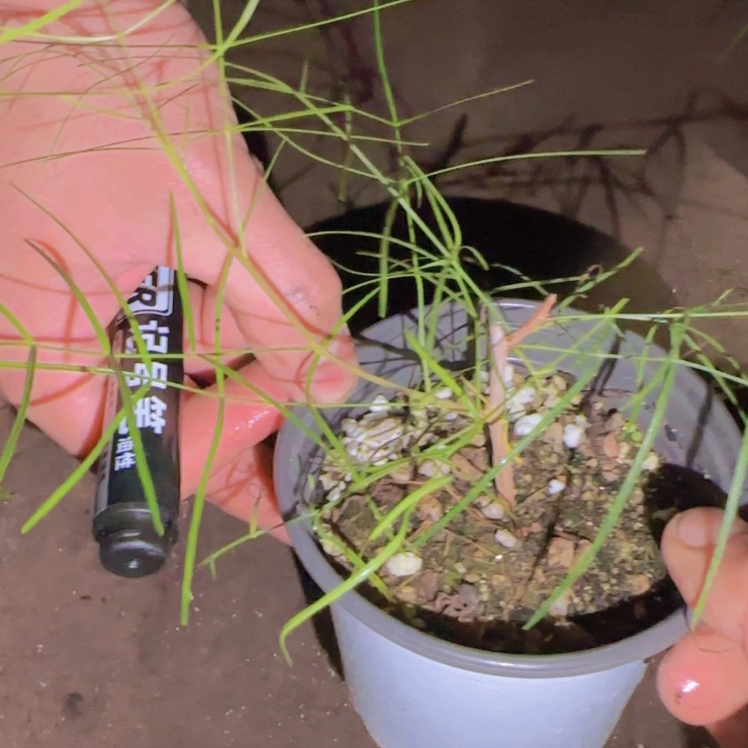 L***儿块根植物块根植物