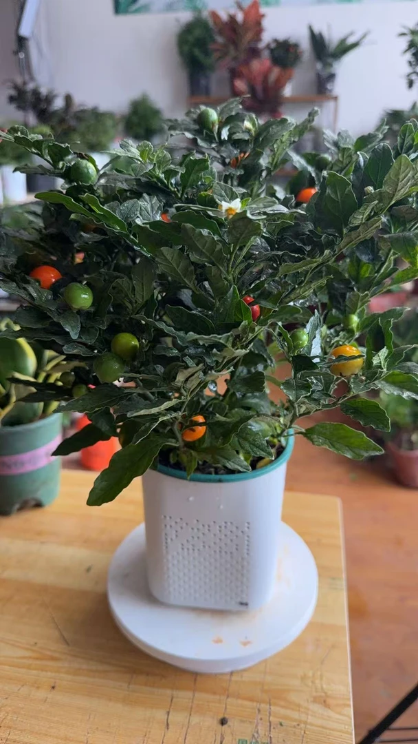 吉祥果（拉萨发货）