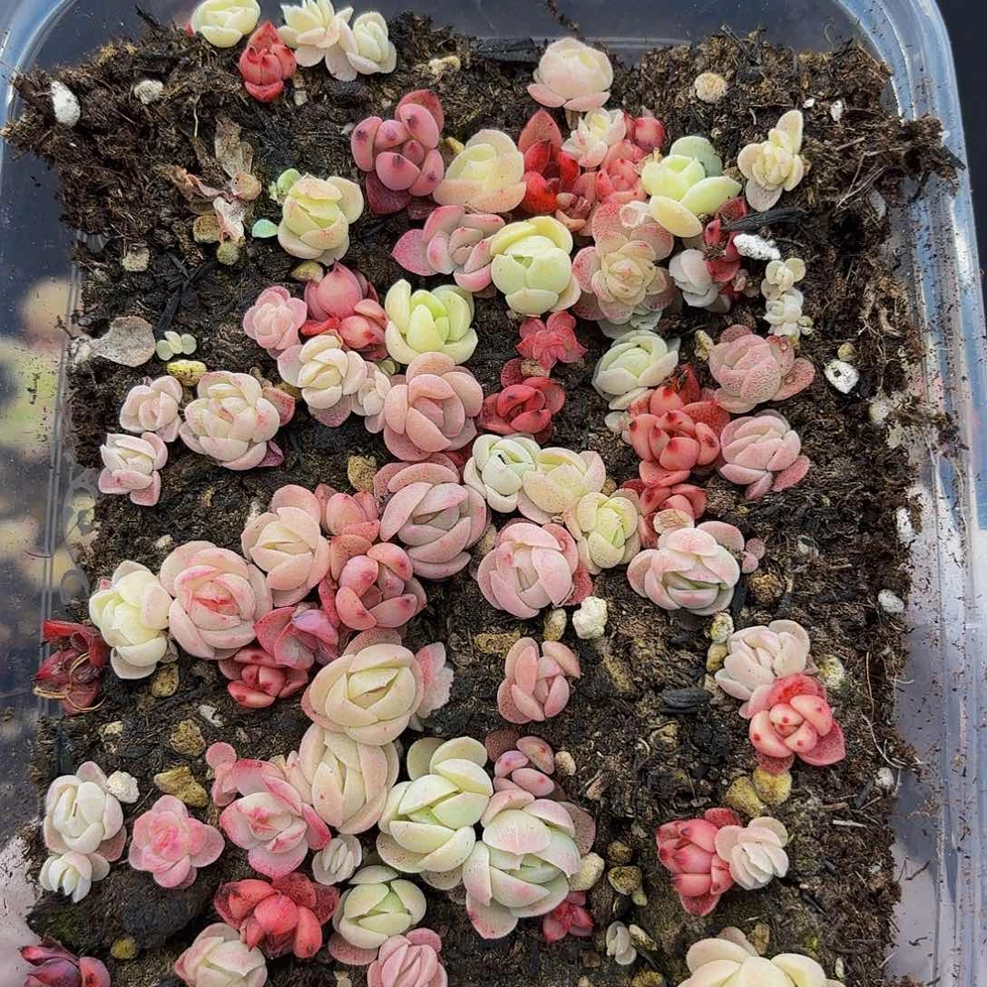 多肉植物多肉植物652