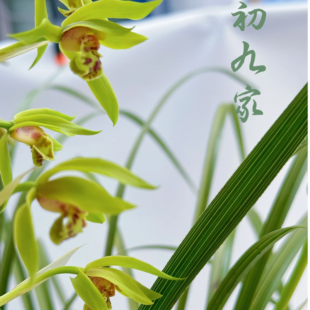 观赏兰花浓香蕙兰淡香春兰直播间一物一拍（私自下单随机发货）