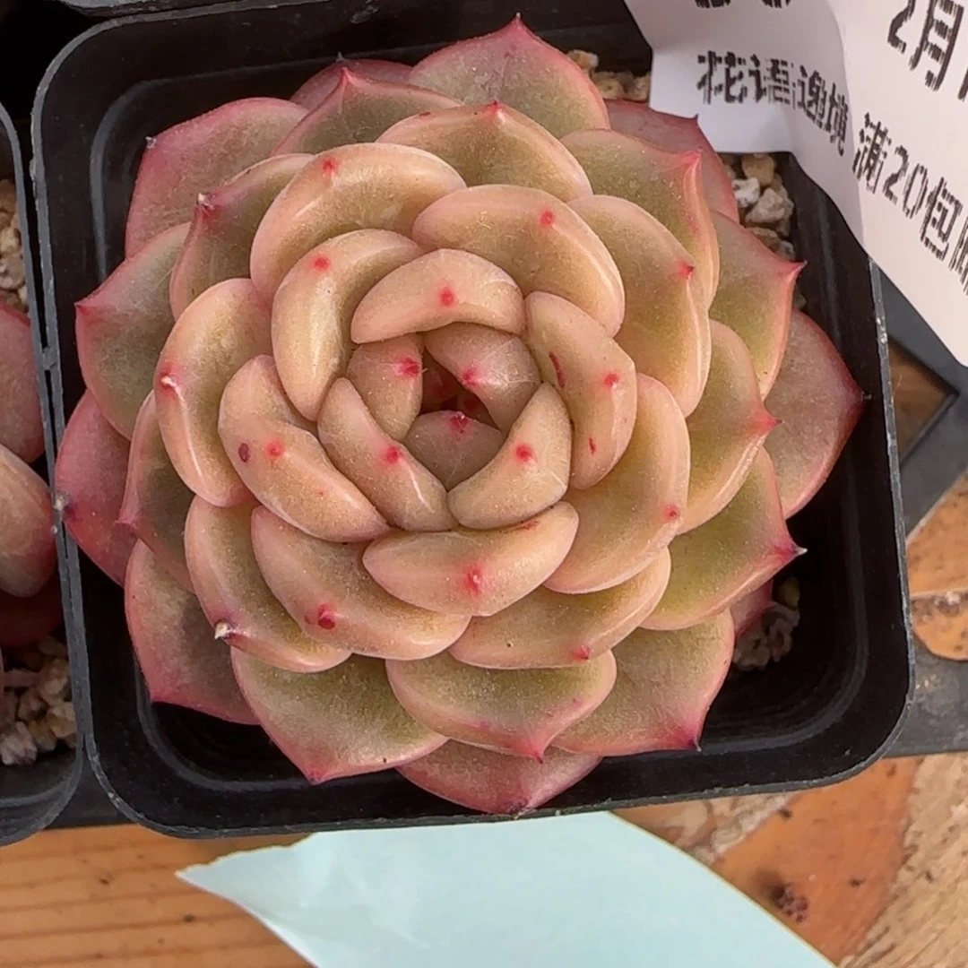 三****薇花语逸境0212-50