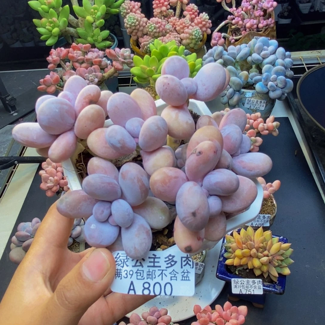 800水光针多肉9c m