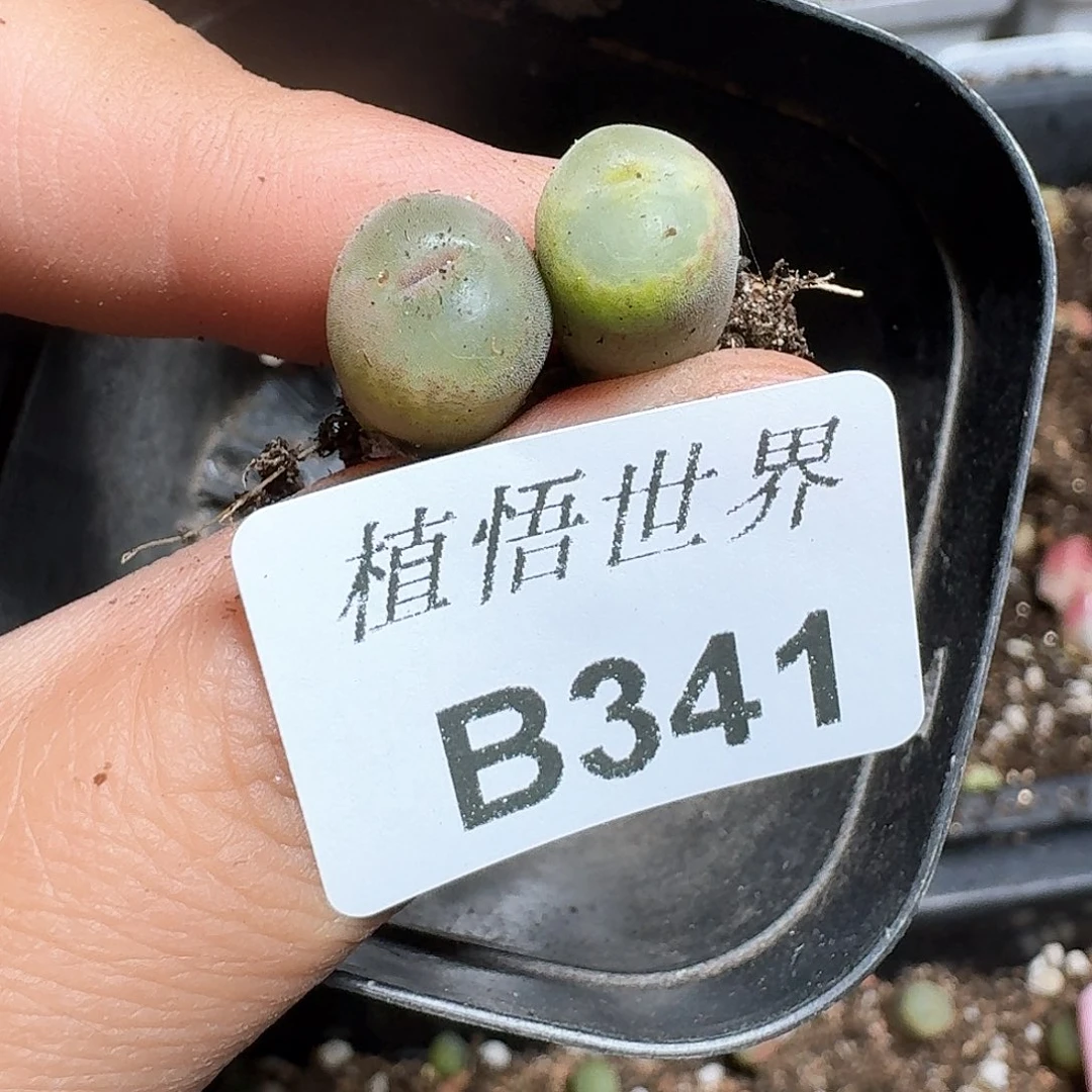 341盒多肉植物哇f g