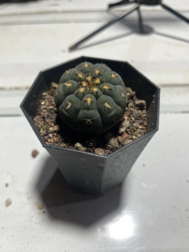 满18包邮 （小猫爪4公分左右）