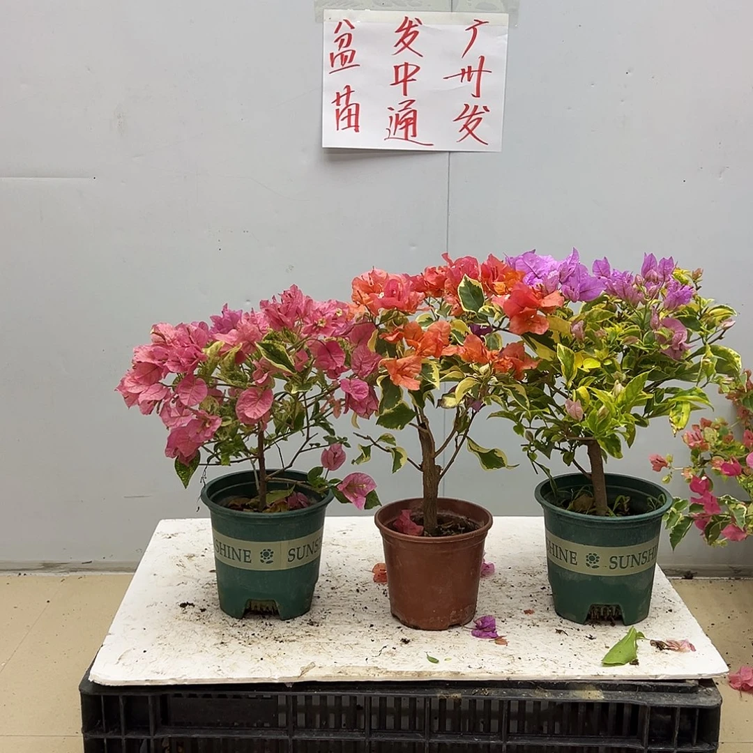 大部分花苞少量开放米罗，橙冰，金边粉可爱组合