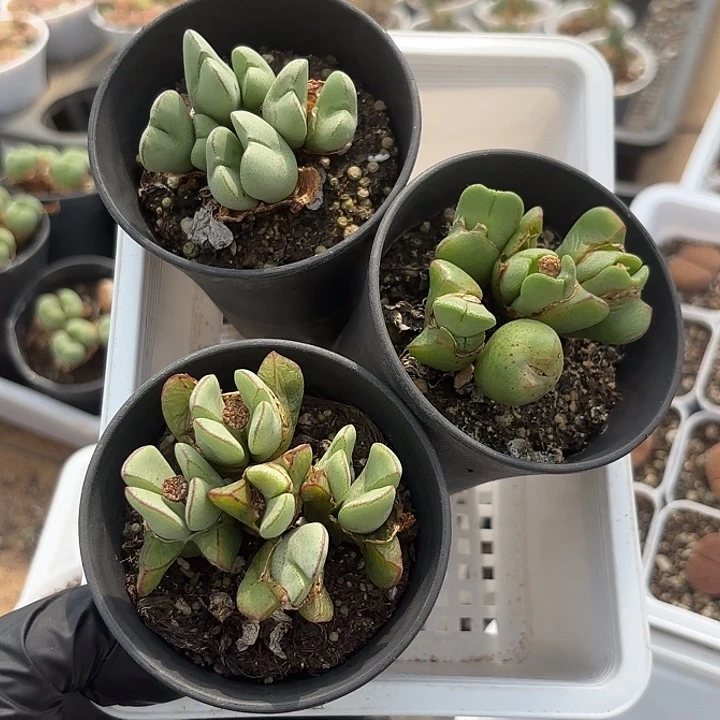 大耳朵少将随机2盆一组发货