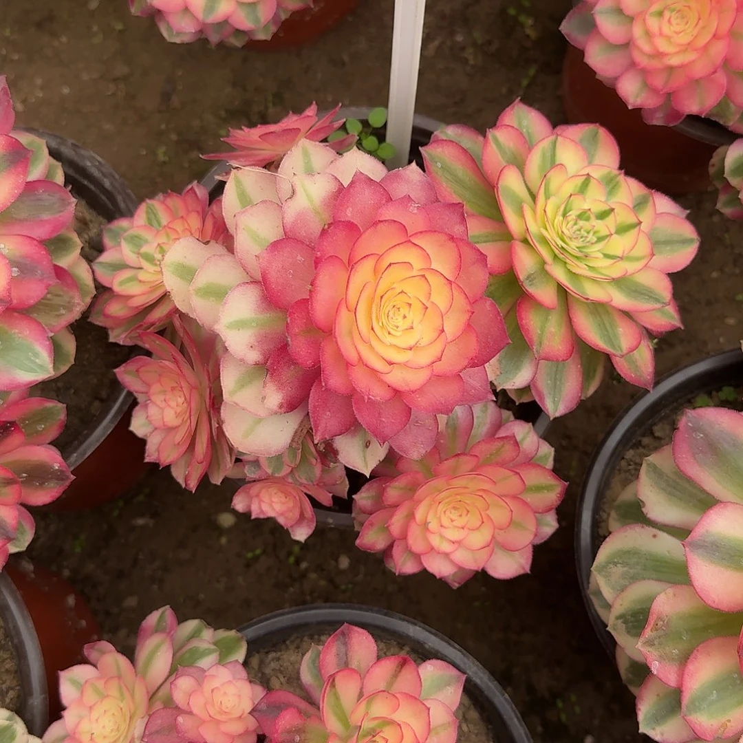 4186倾城多肉法师多肉