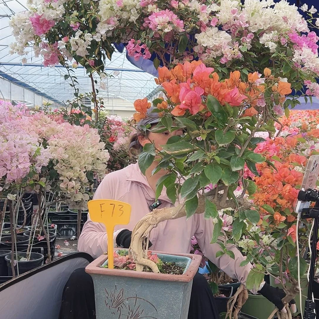 杨***糖大部分花苞少量开放F73波妹