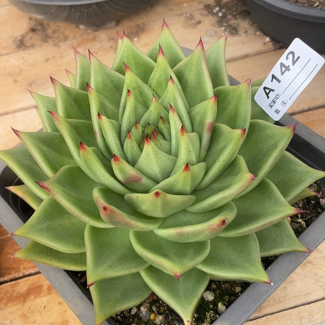 若如东云单拍A142