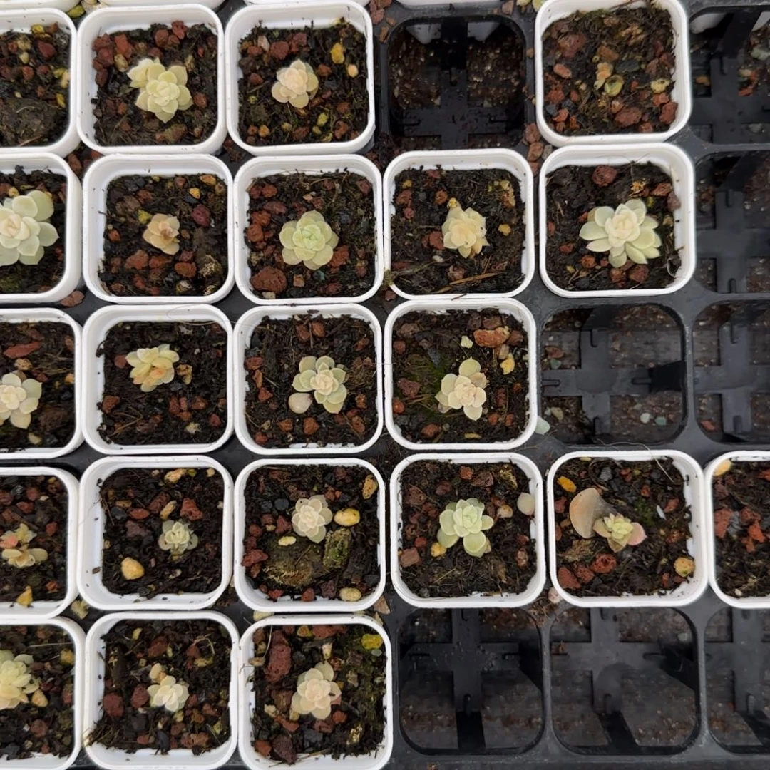 小苍雪盆4床2个满25包邮