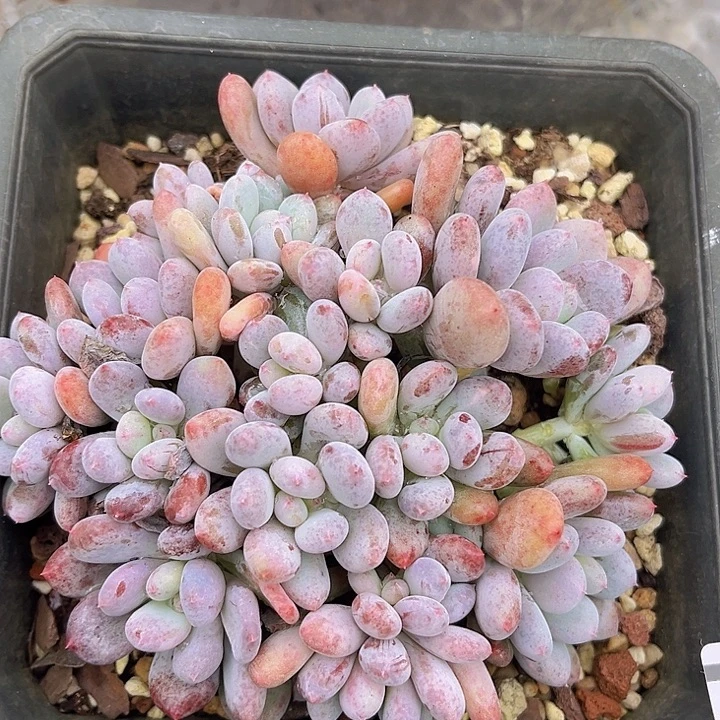 香香雪1919多肉植物