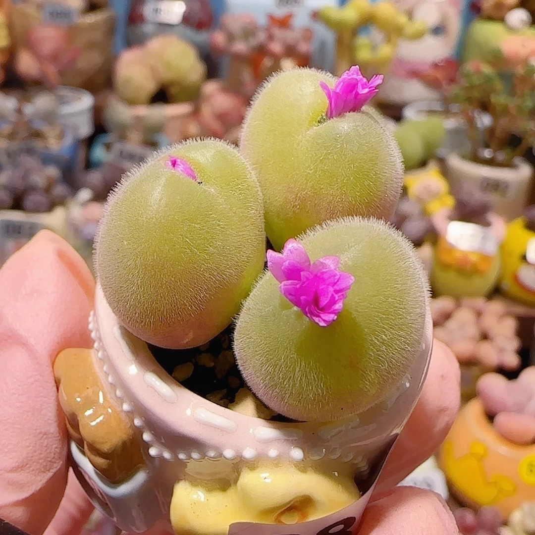 T开花毛翠盆口2.5cm