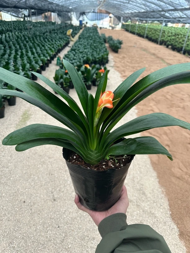 君子兰带花苞14-16片叶正宗君子兰花