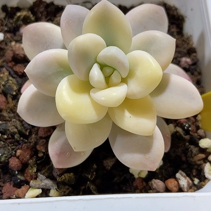 多肉植物洛神锦715