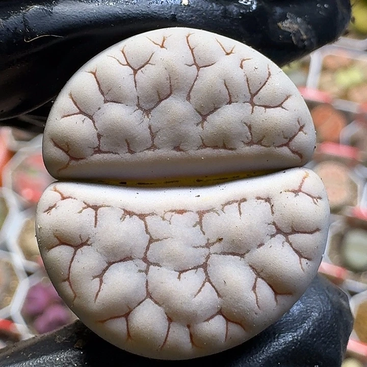 生石花111111。  121