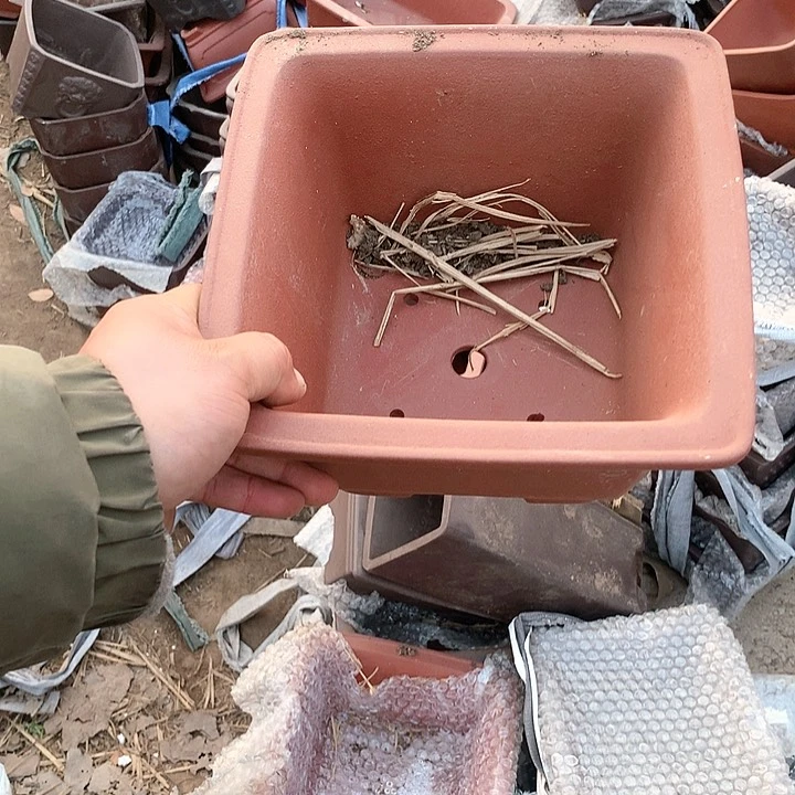 紫砂哈哈真的是太给力的样子