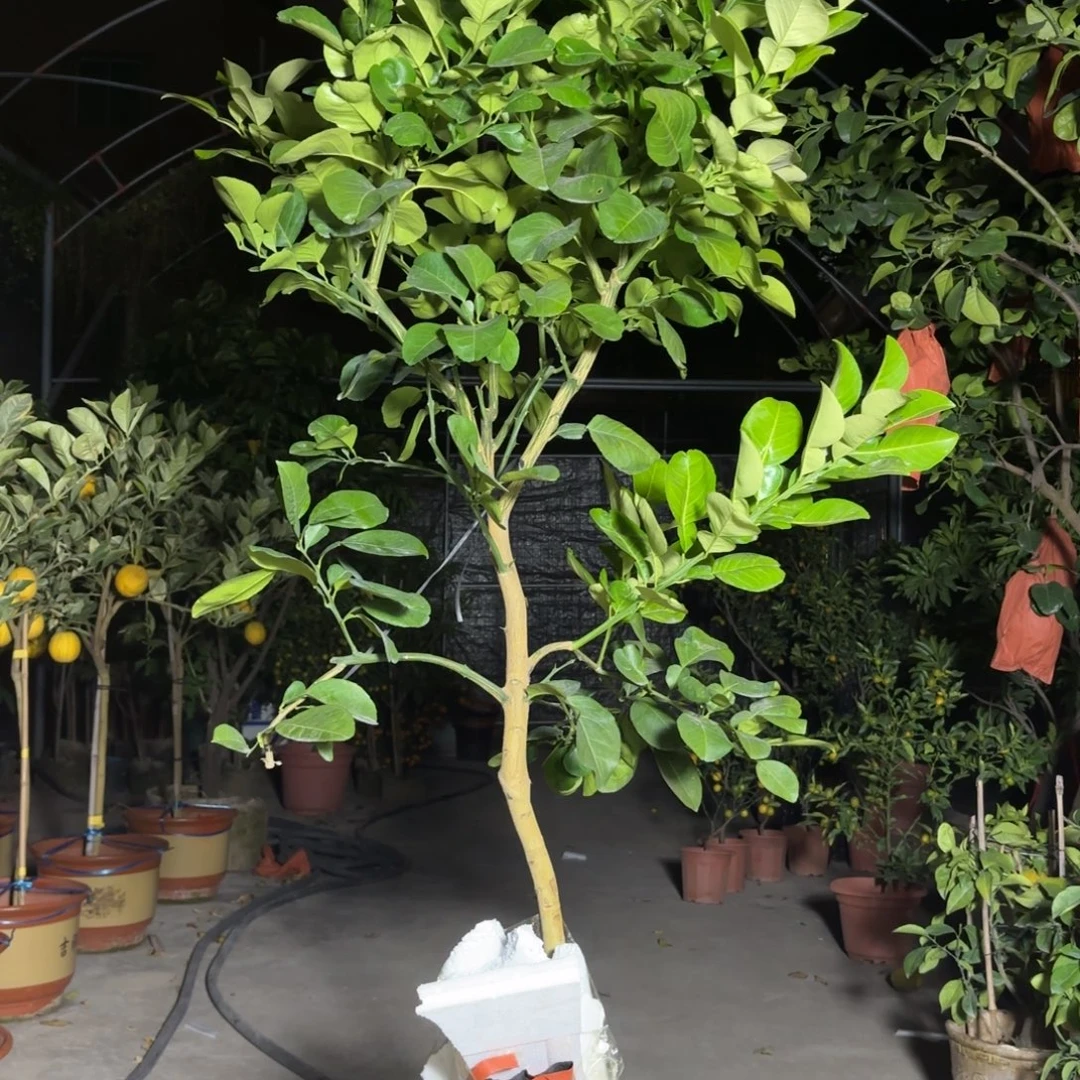 h***m完全开放一物一拍